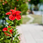 Apartmán Salora Studio-apartments Archangelos (Rhodes)