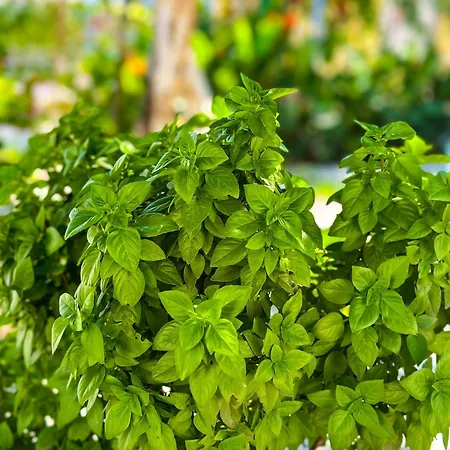 Salora Studio-apartments Archangelos (Rhodes)