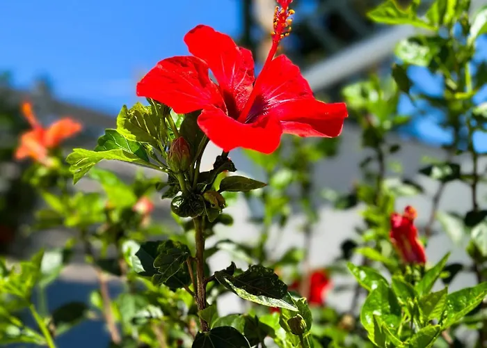 Daire Salora Studio-apartments