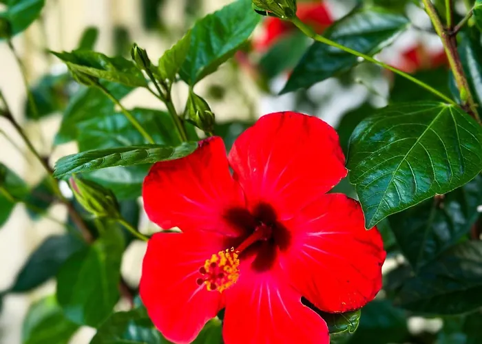 Salora Studio-apartments Daire *