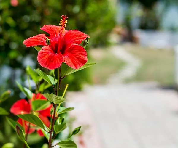 شقة Salora Studio-apartments أرخانجلوس