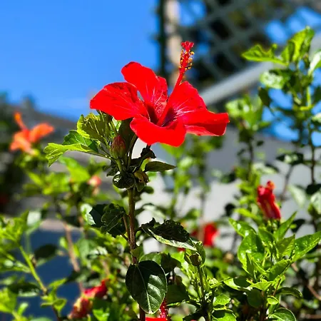 アパート Salora Studio-apartments