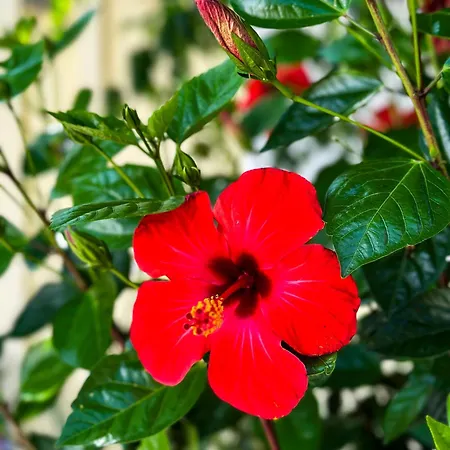 Salora Studio-apartments Apartamento *