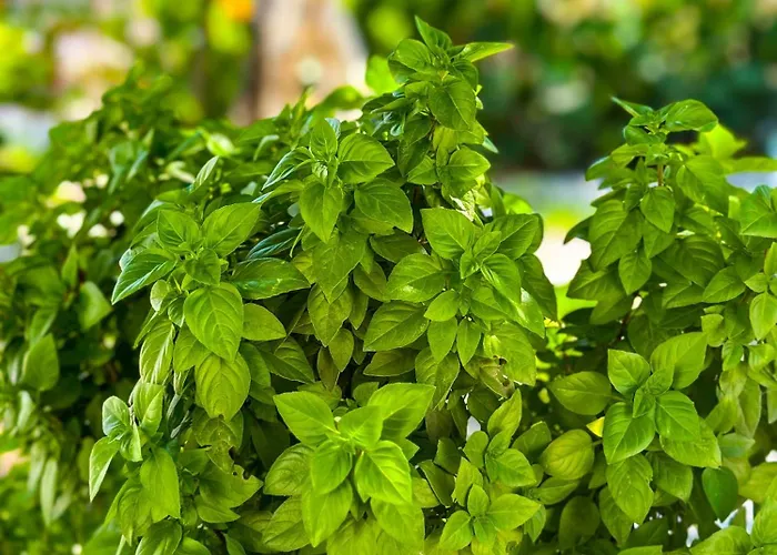 Salora Studio-apartments Archangelos (Rhodes)